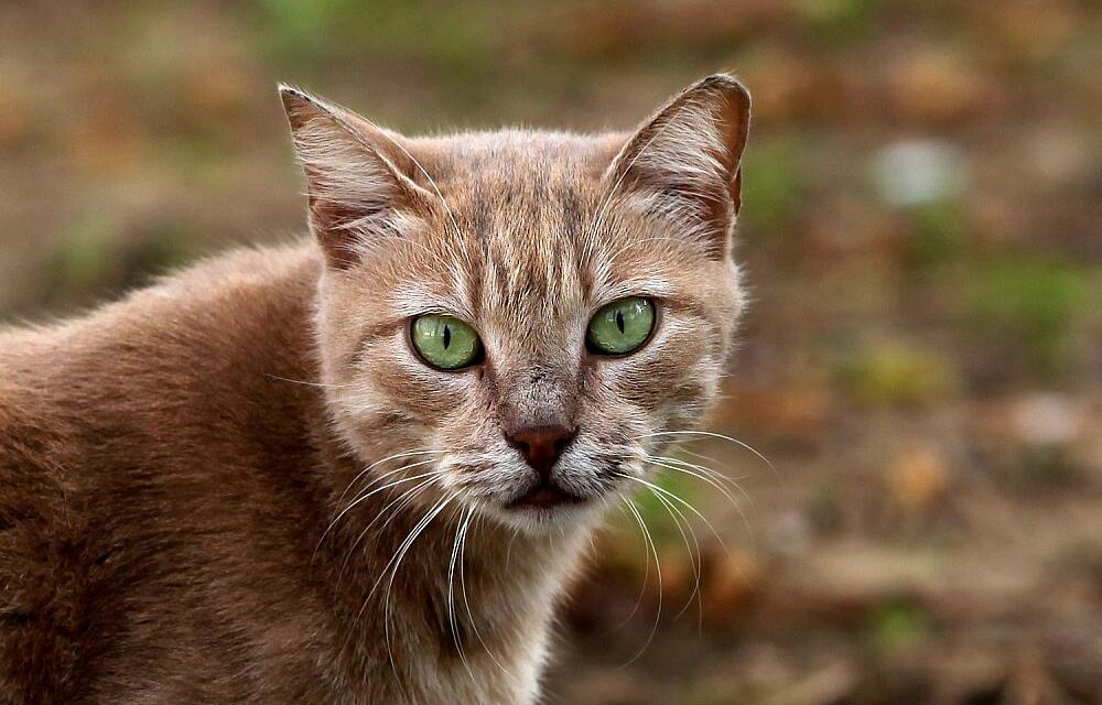 USA: Rückruf von Katzenfutter wegen Verdacht auf Vogelgrippe