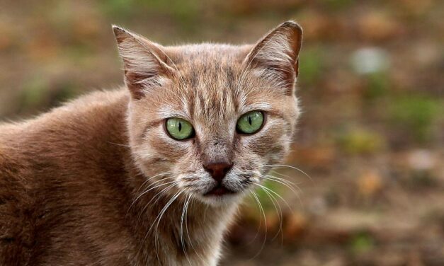 USA: Rückruf von Katzenfutter wegen Verdacht auf Vogelgrippe